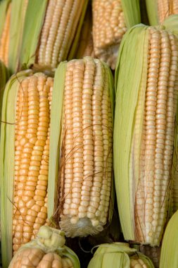 Koçanda satılık sarı mısır. Darı arka planı. Açık hava pazarında taze sebzeler. Perakende sektörü. İndirim. Market alışverişi. Sağlıklı beslenme. Manav. Organik yiyecekler. Ekin.