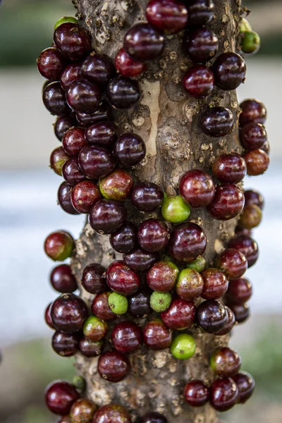 Jabuticaba fruit.The exotic fruit of the jaboticaba growing on the tree trunk. Native Brazilian grape tree. Species Plinia cauliflora. The young fruit is green. Selective focus