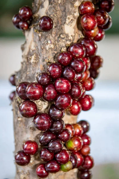 Jabuticaba fruit.The exotic fruit of the jaboticaba growing on the tree trunk. Native Brazilian grape tree. Species Plinia cauliflora. The young fruit is green. Selective focus