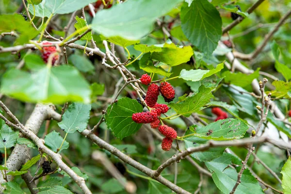 Frukten Svart Mullbär Mullbärsträd Selektiv Inriktning — Stockfoto