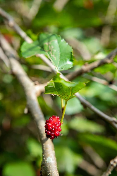The fruit of black mulberry - mulberry tree. Selective focus