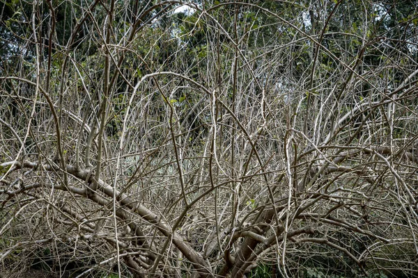 Старые Сухие Ветки Деревьев Листьев — стоковое фото