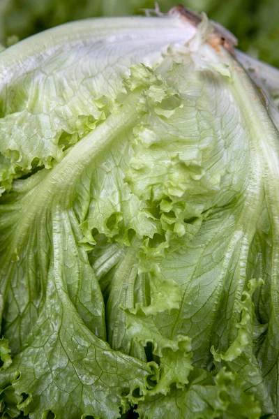 Lettuce Leaves Sale Open Air Market Brazil — Stock Photo, Image