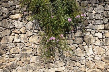 Taş bir duvarın dokusu. Arka plan ya da doku olarak taş duvar. Bir taş duvarın parçası, çiçekli arkaplan veya doku için.