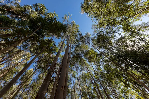 Eukalyptus Träd Låg Vinkel Skott — Stockfoto