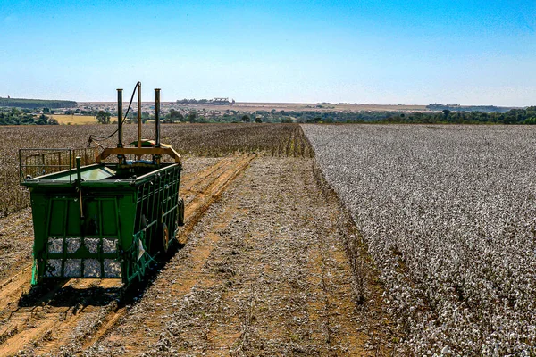 Cosecha Algodón Con Una Máquina Día Claro Campo Brasil —  Fotos de Stock