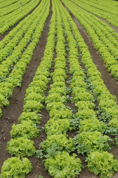 Lettuce plantation — Stock Photo, Image