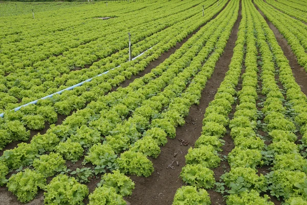 Plantación de lechuga — Foto de Stock