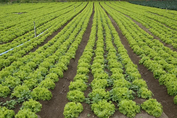 Ültetvény saláta — Stock Fotó