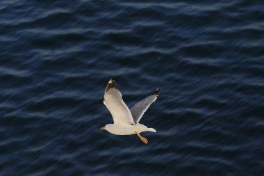 Arka plan okyanusta ile uçan martı