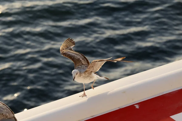 Gaivota Asas Abertas Beira Mar — Fotografia de Stock