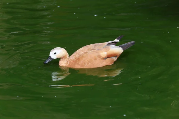 Pato. — Foto de Stock