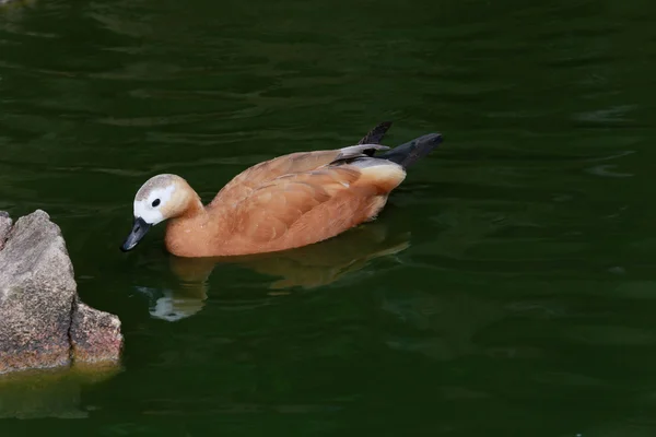 Eenden — Stockfoto