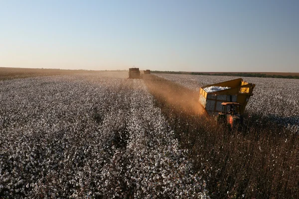 Cotton Picker Harvests Cotton Field Brazil — Stock Photo, Image