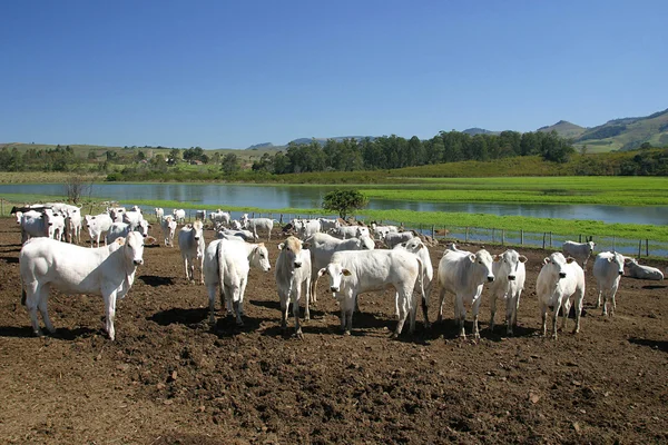 Sığırlar — Stok fotoğraf