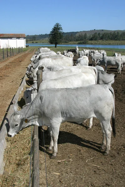 Cattle — Stock Photo, Image