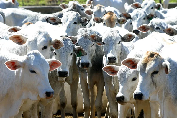 Cattle — Stock Photo, Image