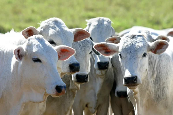 Cattle — Stock Photo, Image