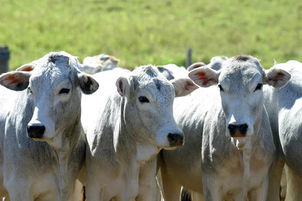 Cattle — Stock Photo, Image