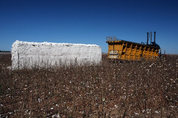 Colheita de algodão — Fotografia de Stock