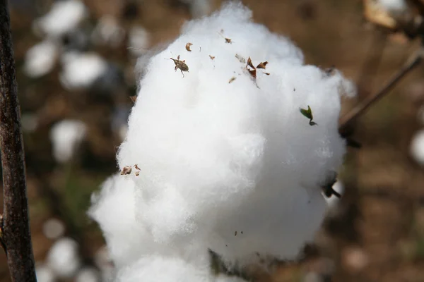 Gorgulho de algodão — Fotografia de Stock