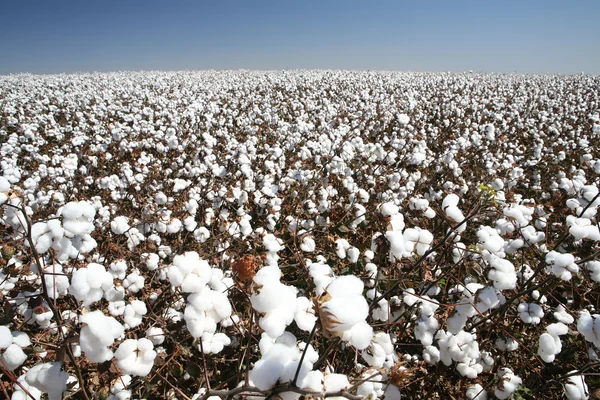 Cotton field — Stock Photo, Image