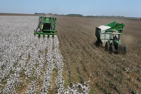 Cotton harvest — Stock Photo, Image