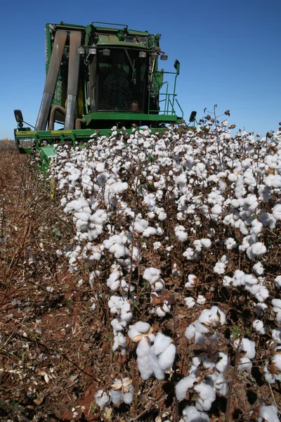 Cosecha de algodón — Foto de Stock