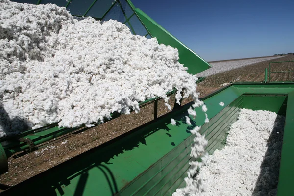 Cotton harvest — Stock Photo, Image