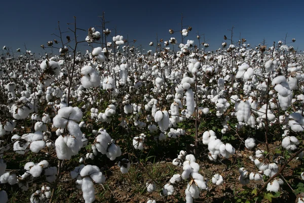 Campo de algodón — Foto de Stock