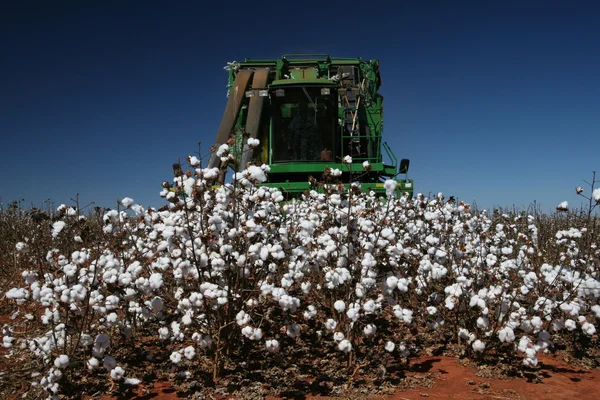 Cosecha de algodón — Foto de Stock
