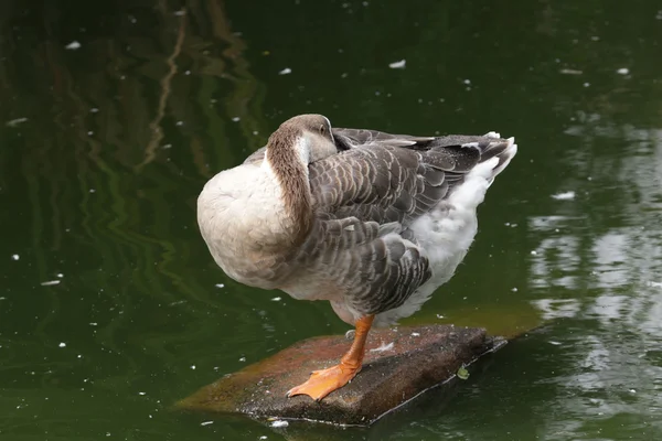 Eenden — Stockfoto