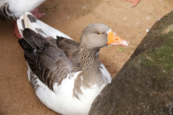 Ente — Stockfoto