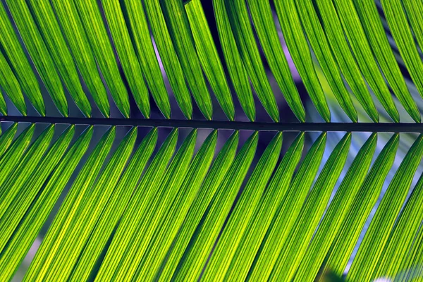 Palm leaf — стокове фото