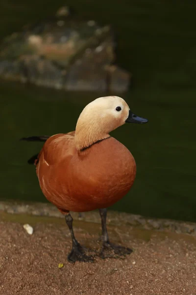 Pato. — Fotografia de Stock