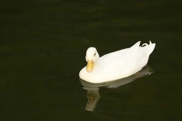 Eenden — Stockfoto