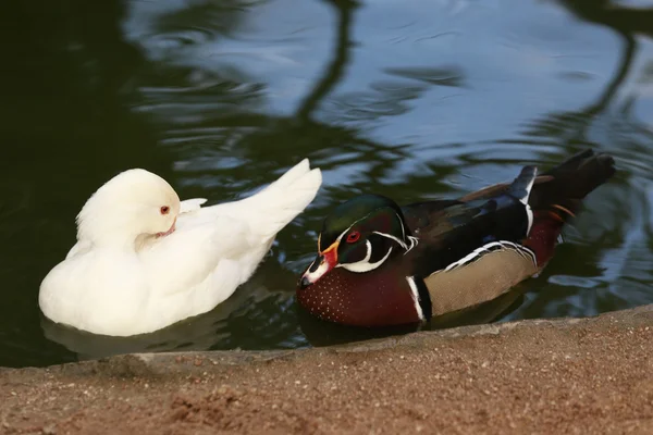 Eenden — Stockfoto