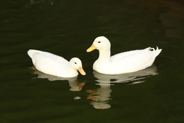 Patos — Fotografia de Stock