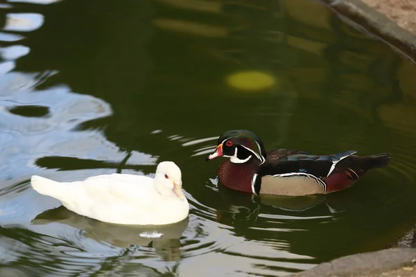 Eenden — Stockfoto