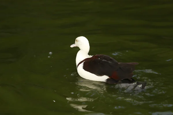 Eenden — Stockfoto