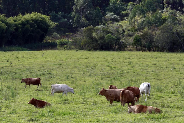 Скот на пастбище — стоковое фото