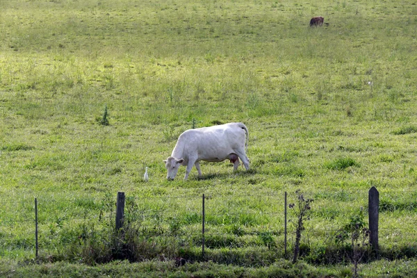 Cattle in pasture — Stock Photo, Image