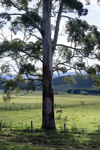 Albero e bestiame al pascolo — Foto Stock