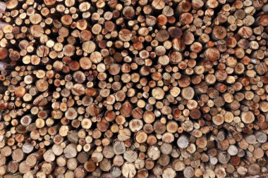 Okaliptüs günlüğü