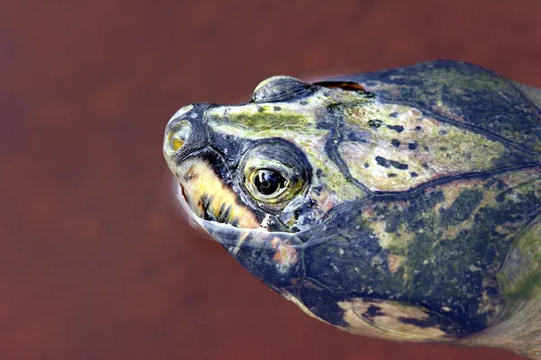 Schildkröte — Stockfoto