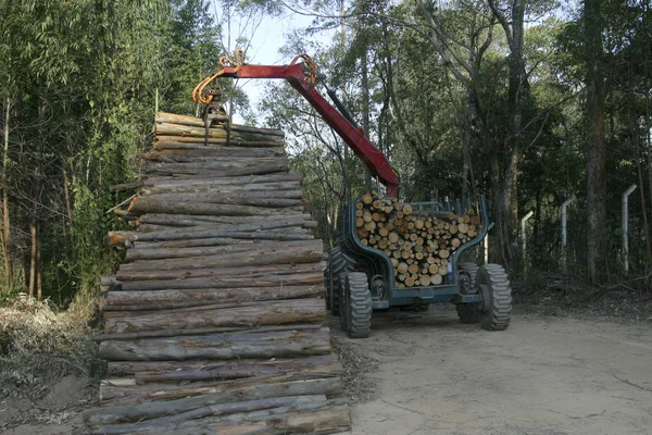 Eucalyptus harvest — Stock Photo, Image