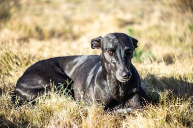 Neşeli bir evcil köpek, sakin bir ifade ve rahat bir duruş ile, yumuşak, yayılmış güneş ışığı altında yeşil, çimenli bir alanda uzanır.
