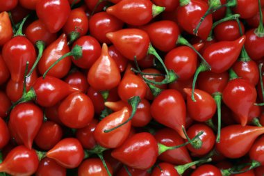 biber pimenta de cheiro