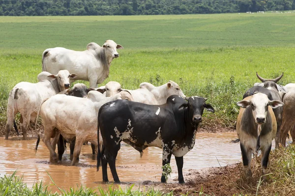 Vee in grasland op Braziliaanse boerderij — Stockfoto