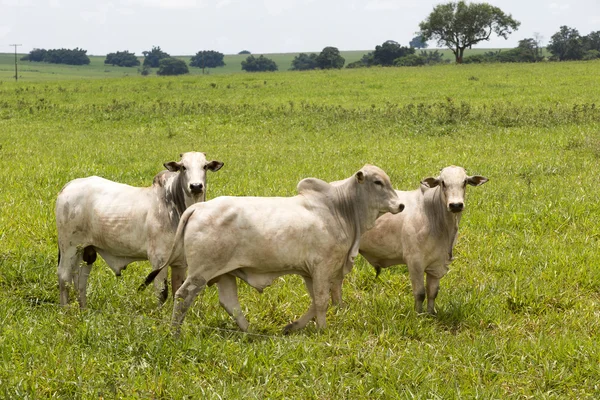 Vee in grasland op Braziliaanse boerderij — Stockfoto